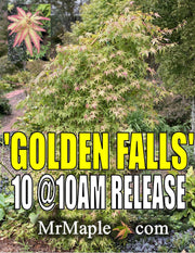 - FOR PICK UP ONLY | Acer palmatum 'Golden Falls' Weeping Golden Japanese Maple | DOES NOT SHIP - Mr Maple │ Buy Japanese Maple Trees