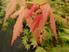 - FOR PICK UP ONLY | Acer palmatum 'Amber Ghost' Japanese Maple | DOES NOT SHIP - Mr Maple │ Buy Japanese Maple Trees