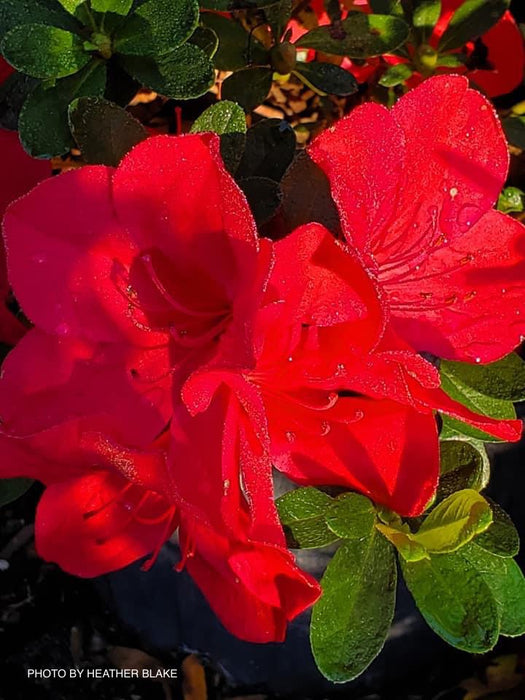 Azalea 'Red Ruffle' Evergreen Red Flowering Azalea
