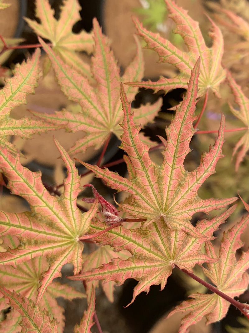 - FOR PICKUP ONLY | Acer palmatum 'Nebula' Variegated Japanese Maple | DOES NOT SHIP - Mr Maple │ Buy Japanese Maple Trees