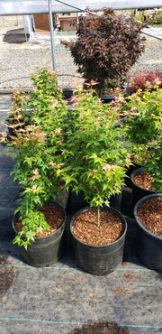 - Acer palmatum 'Ramona' Rare Japanese Maple - Mr Maple │ Buy Japanese Maple Trees