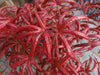 - FOR PICK UP ONLY | Acer palmatum 'Peve Starfish' Japanese Maple | DOES NOT SHIP - Mr Maple │ Buy Japanese Maple Trees