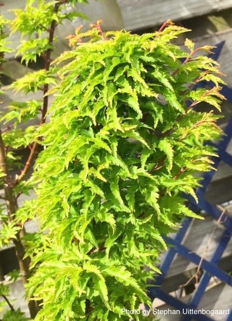 - FOR PICKUP ONLY | Acer palmatum 'Shishigashira' Lion's Head Japanese Maple | DOES NOT SHIP - Mr Maple │ Buy Japanese Maple Trees