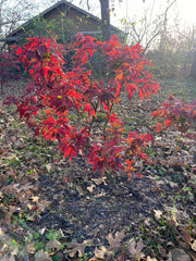 - FOR PICKUP ONLY | Acer palmatum 'Japanese Princess' Dwarf Japanese Maple | DOES NOT SHIP - Mr Maple │ Buy Japanese Maple Trees