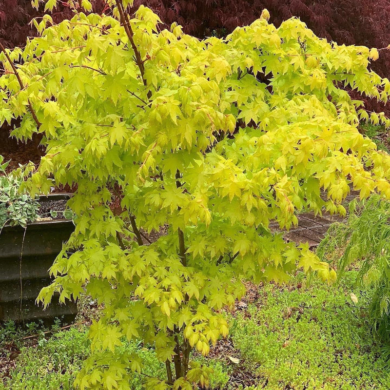 - FOR PICK UP ONLY | Acer palmatum 'Summer Gold' Japanese Maple | DOES NOT SHIP - Mr Maple │ Buy Japanese Maple Trees