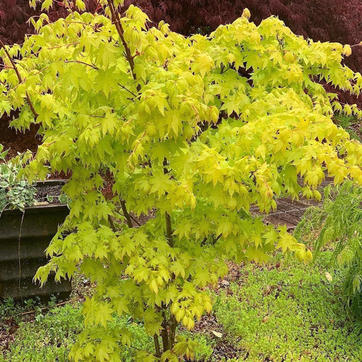- FOR PICK UP ONLY | Acer palmatum 'Summer Gold' Japanese Maple | DOES NOT SHIP - Mr Maple │ Buy Japanese Maple Trees