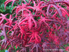 - FOR PICK UP ONLY | Acer palmatum 'Peve Starfish' Japanese Maple | DOES NOT SHIP - Mr Maple │ Buy Japanese Maple Trees