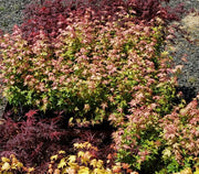 - Acer palmatum 'Ramona' Rare Japanese Maple - Mr Maple │ Buy Japanese Maple Trees