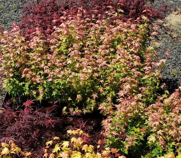 - Acer palmatum 'Ramona' Rare Japanese Maple - Mr Maple │ Buy Japanese Maple Trees