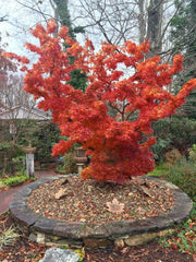 - FOR PICK UP ONLY | Acer palmatum 'Mikawa yatsubusa' Dwarf Japanese Maple | DOES NOT SHIP - Mr Maple │ Buy Japanese Maple Trees