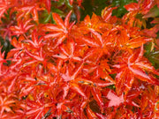 - FOR PICKUP ONLY | Acer palmatum 'Shishigashira' Lion's Head Japanese Maple | DOES NOT SHIP - Mr Maple │ Buy Japanese Maple Trees
