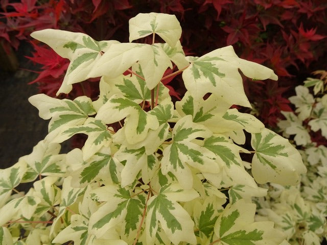 - FOR PICK UP ONLY | Acer campestre 'Carnival' White Variegated Maple | DOES NOT SHIP - Mr Maple │ Buy Japanese Maple Trees