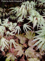 - FOR PICKUP ONLY | Acer palmatum 'Ukigumo' Floating Clouds Japanese Maple | DOES NOT SHIP - Mr Maple │ Buy Japanese Maple Trees