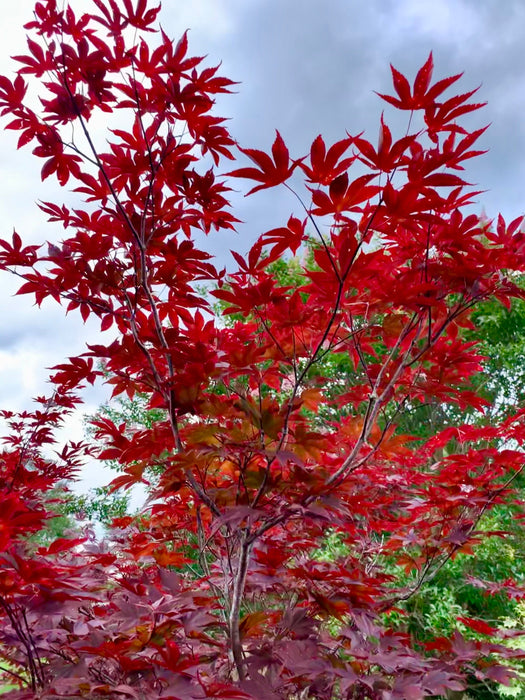 FOR PICKUP ONLY | Acer palmatum 'Nuresagi' Japanese Maple | DOES NOT SHIP