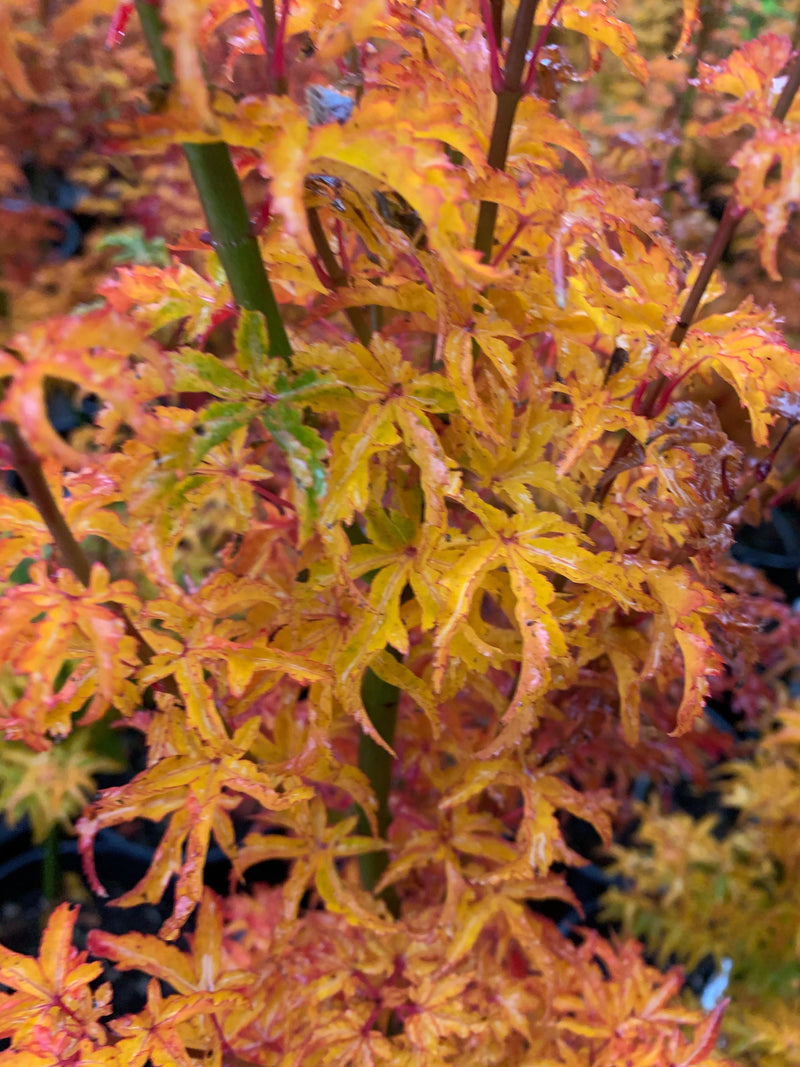 - FOR PICKUP ONLY | Acer palmatum 'Shishigashira' Lion's Head Japanese Maple | DOES NOT SHIP - Mr Maple │ Buy Japanese Maple Trees