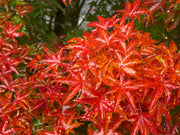 - FOR PICKUP ONLY | Acer palmatum 'Shishigashira' Lion's Head Japanese Maple | DOES NOT SHIP - Mr Maple │ Buy Japanese Maple Trees