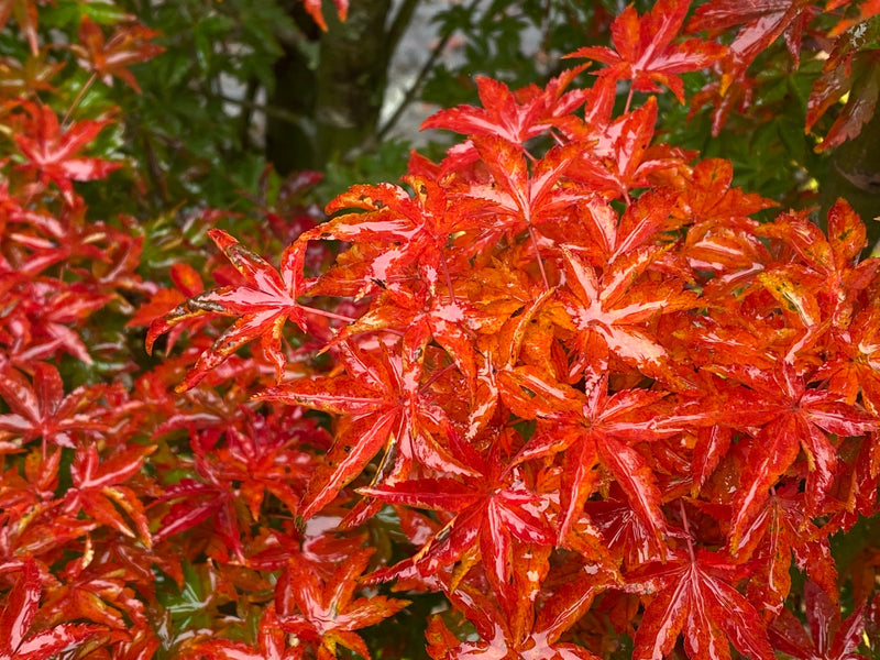 - FOR PICKUP ONLY | Acer palmatum 'Shishigashira' Lion's Head Japanese Maple | DOES NOT SHIP - Mr Maple │ Buy Japanese Maple Trees