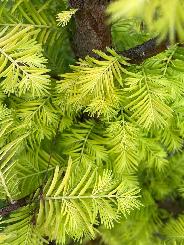 Buy Metasequoia glyptostroboides 'Amber Glow' Golden Dawn Redwood — Mr  Maple │ Buy Japanese Maple Trees