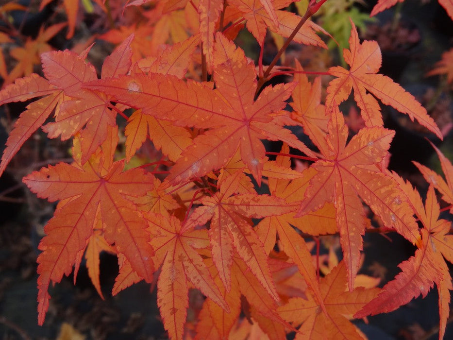FOR PICKUP ONLY | Acer palmatum 'Ikandi' Japanese Maple| DOES NOT SHIP