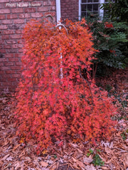 - FOR PICKUP ONLY | Acer palmatum 'Ryusen' Japanese Maple | DOES NOT SHIP - Mr Maple │ Buy Japanese Maple Trees