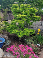 - FOR PICK UP ONLY | Acer palmatum 'Mikawa yatsubusa' Dwarf Japanese Maple | DOES NOT SHIP - Mr Maple │ Buy Japanese Maple Trees