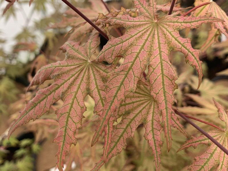- FOR PICKUP ONLY | Acer palmatum 'Nebula' Variegated Japanese Maple | DOES NOT SHIP - Mr Maple │ Buy Japanese Maple Trees