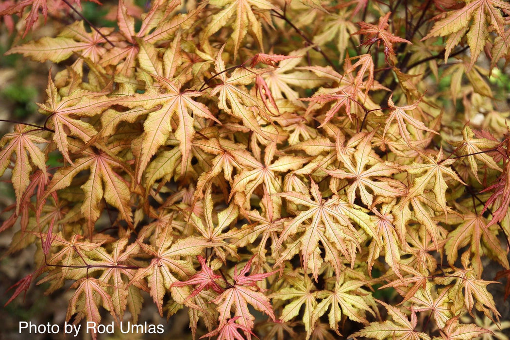 FOR PICK UP ONLY | Acer palmatum 'Amber Ghost' Japanese Maple | DOES NOT SHIP