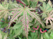 - FOR PICKUP ONLY | Acer palmatum 'Nebula' Variegated Japanese Maple | DOES NOT SHIP - Mr Maple │ Buy Japanese Maple Trees