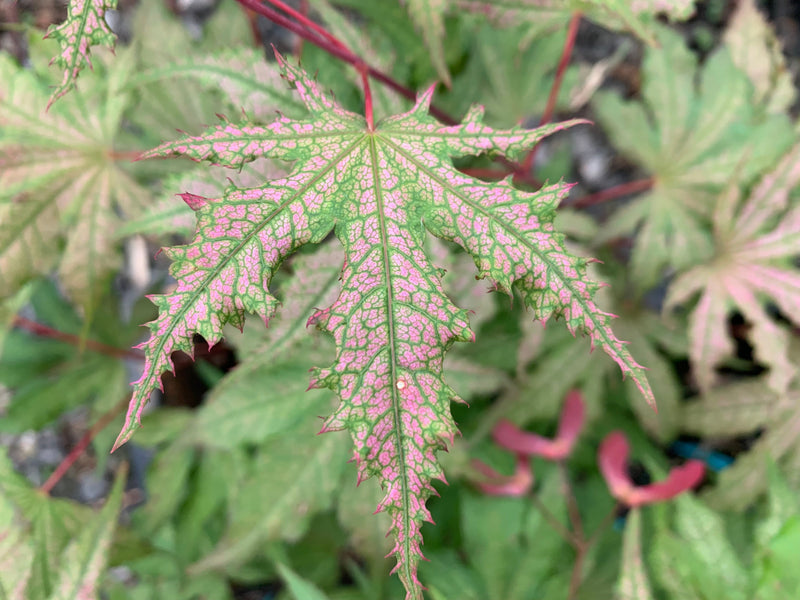 - FOR PICKUP ONLY | Acer palmatum 'Nebula' Variegated Japanese Maple | DOES NOT SHIP - Mr Maple │ Buy Japanese Maple Trees