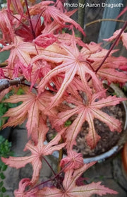 - FOR PICK UP ONLY | Acer palmatum 'Amber Ghost' Japanese Maple | DOES NOT SHIP - Mr Maple │ Buy Japanese Maple Trees
