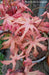 - FOR PICK UP ONLY | Acer palmatum 'Amber Ghost' Japanese Maple | DOES NOT SHIP - Mr Maple │ Buy Japanese Maple Trees