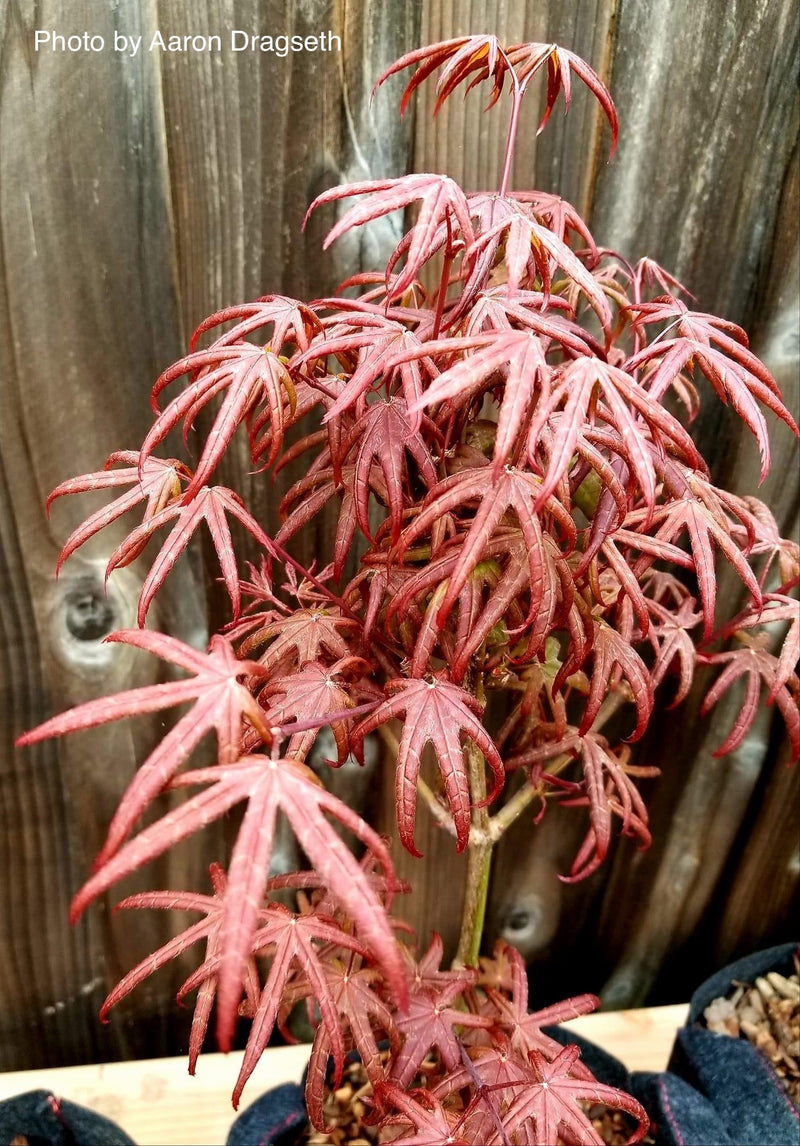 - FOR PICK UP ONLY | Acer palmatum 'Peve Starfish' Japanese Maple | DOES NOT SHIP - Mr Maple │ Buy Japanese Maple Trees