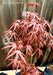 - FOR PICK UP ONLY | Acer palmatum 'Peve Starfish' Japanese Maple | DOES NOT SHIP - Mr Maple │ Buy Japanese Maple Trees