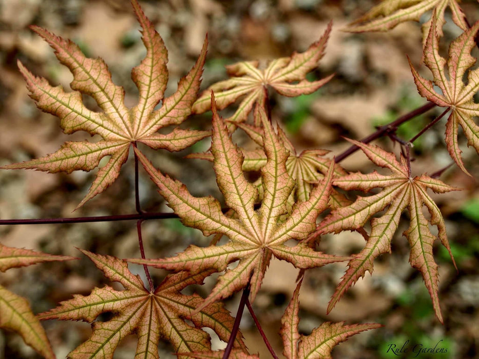 FOR PICK UP ONLY | Acer palmatum 'Amber Ghost' Japanese Maple | DOES NOT SHIP