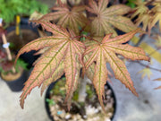- FOR PICKUP ONLY | Acer palmatum 'Nebula' Variegated Japanese Maple | DOES NOT SHIP - Mr Maple │ Buy Japanese Maple Trees