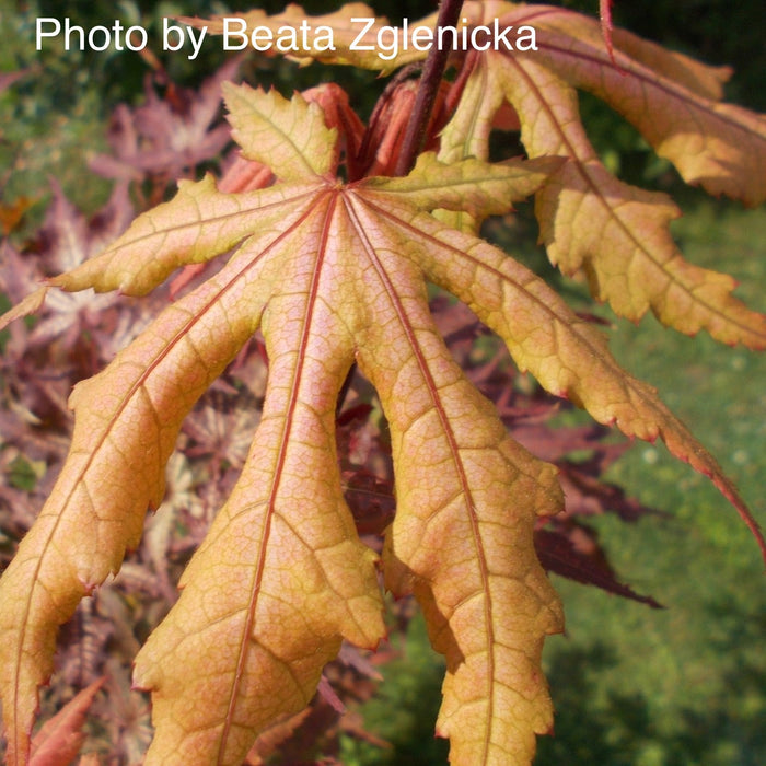 FOR PICK UP ONLY | Acer palmatum 'Amber Ghost' Japanese Maple | DOES NOT SHIP