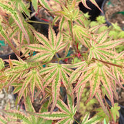 - FOR PICKUP ONLY | Acer palmatum 'Ikandi' Japanese Maple| DOES NOT SHIP - Mr Maple │ Buy Japanese Maple Trees