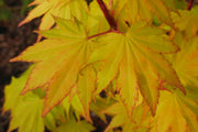 - FOR PICK UP ONLY | Acer palmatum 'Summer Gold' Japanese Maple | DOES NOT SHIP - Mr Maple │ Buy Japanese Maple Trees