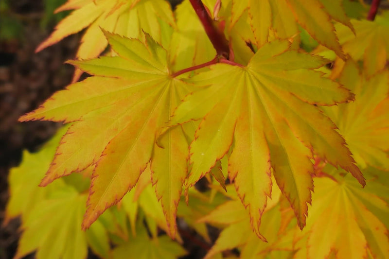- FOR PICK UP ONLY | Acer palmatum 'Summer Gold' Japanese Maple | DOES NOT SHIP - Mr Maple │ Buy Japanese Maple Trees
