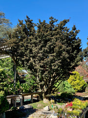 - FOR PICKUP ONLY | Acer palmatum 'Shishigashira' Lion's Head Japanese Maple | DOES NOT SHIP - Mr Maple │ Buy Japanese Maple Trees