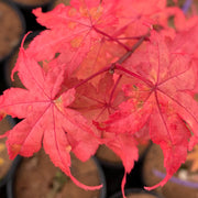 - FOR PICK UP ONLY | Acer palmatum 'Summer Gold' Japanese Maple | DOES NOT SHIP - Mr Maple │ Buy Japanese Maple Trees
