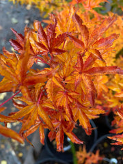 - FOR PICKUP ONLY | Acer palmatum 'Shishigashira' Lion's Head Japanese Maple | DOES NOT SHIP - Mr Maple │ Buy Japanese Maple Trees