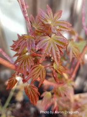 - Acer palmatum 'Gold Digger' Yellow Coral Bark Japanese Maple - Mr Maple │ Buy Japanese Maple Trees