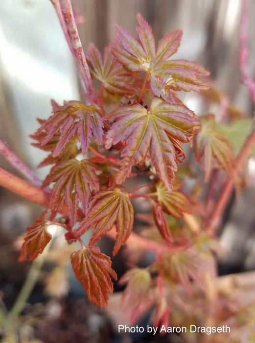 Acer palmatum 'Gold Digger' Yellow Coral Bark Japanese Maple