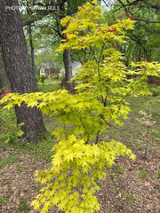 - FOR PICK UP ONLY | Acer palmatum 'Summer Gold' Japanese Maple | DOES NOT SHIP - Mr Maple │ Buy Japanese Maple Trees