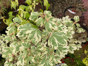 - FOR PICK UP ONLY | Acer campestre 'Carnival' White Variegated Maple | DOES NOT SHIP - Mr Maple │ Buy Japanese Maple Trees
