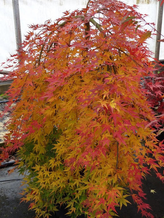 FOR PICKUP ONLY | Acer palmatum 'Ryusen' Japanese Maple | DOES NOT SHIP