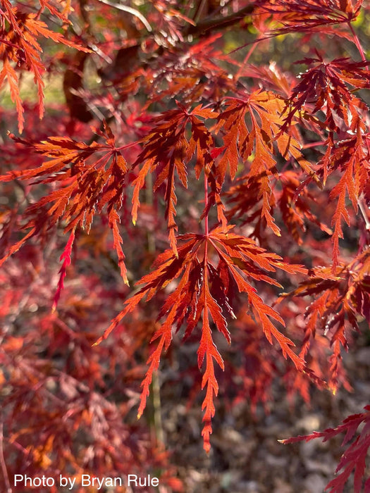 FOR PICK UP ONLY | Acer palmatum 'Seiryu' Japanese Maple | DOES NOT SHIP