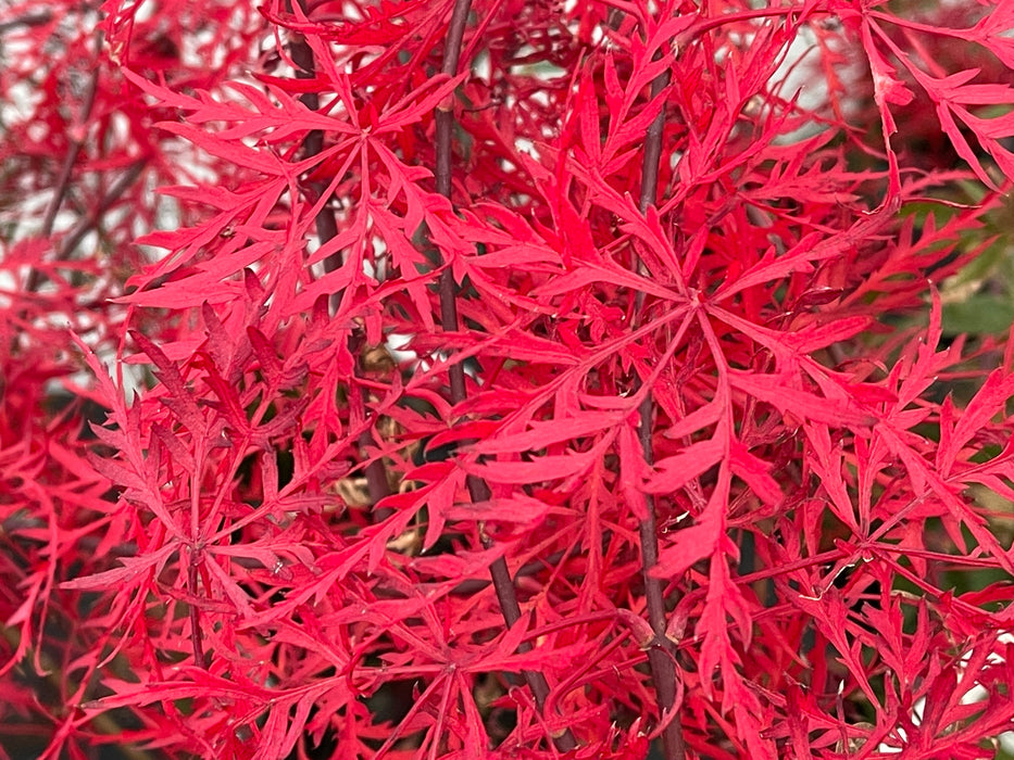 FOR PICK UP ONLY | Acer palmatum 'Nancy’s Legacy’ Toyama Japanese Maple | DOES NOT SHIP