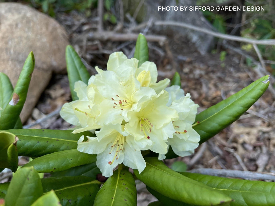 Rhododendron 'Capistrano' Yellow Blooms